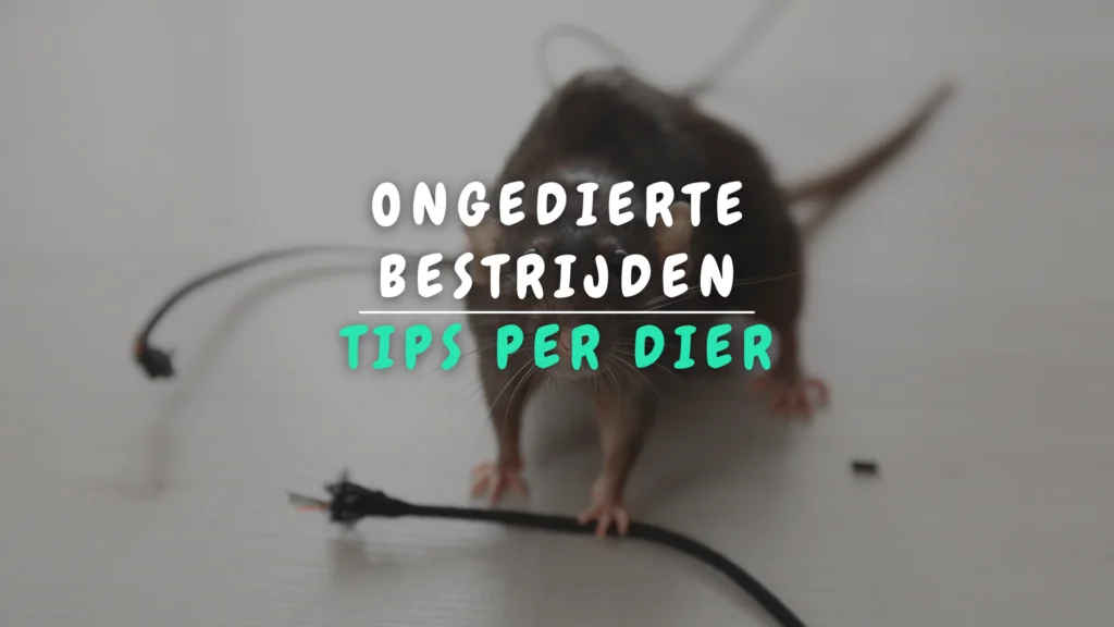 Banner Appartement - Ongedierte bestrijden_ Praktische tips per dier