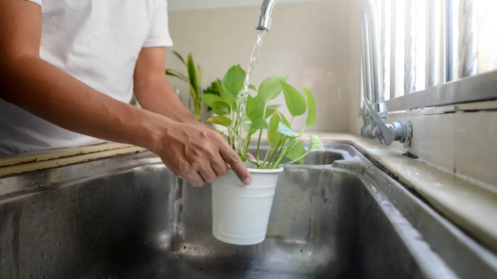 Onderhoudsgids voor appartementen en huizen_ plant verzorgen