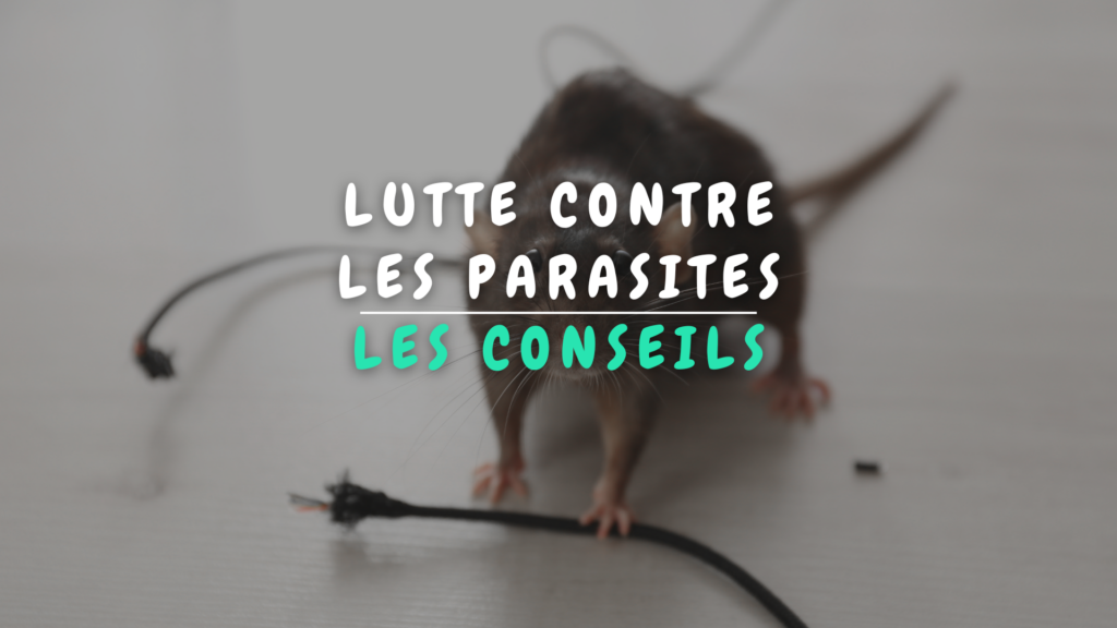 Banner Appartement - Lutte contre les parasites